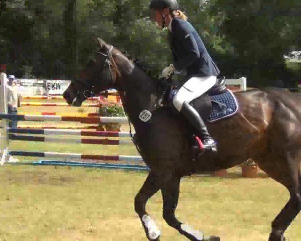 jumper Baltica 8 (Holsteiner, 2009, from Ibisco xx) jumper Baltica 8 (Holsteiner, 2009, from Ibisco xx)