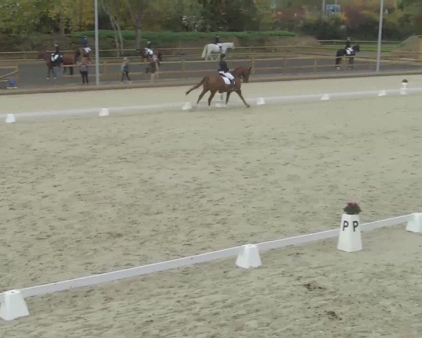 Reitturnier Troisdorf - Haus Rott 2020
