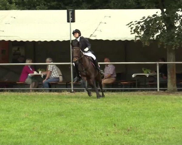 jumper Lucie v. Birkenhof (Connemara Pony, 1996, from Lincoln)