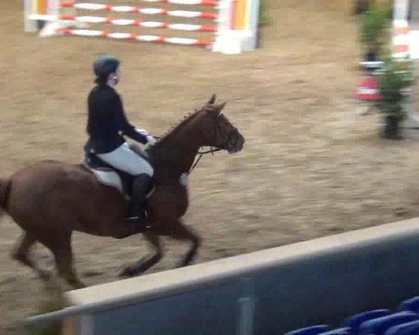 jumper Feine Hexe NL (German Warmblood, 2005, from Acord II)
