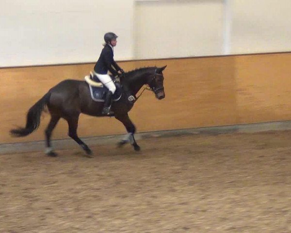 dressage horse Media's Cristy (Oldenburg show jumper, 2007, from Cristo)