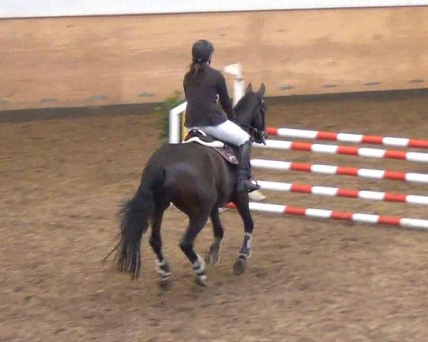 broodmare Olieta Ociende (KWPN (Royal Dutch Sporthorse), 1996, from Partout)