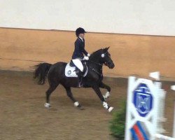 dressage horse Domino 914 (Pony without race description, 2006)