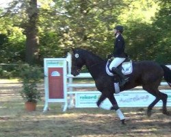 Springpferd Cadou J (Holsteiner, 2006, von Cormint)