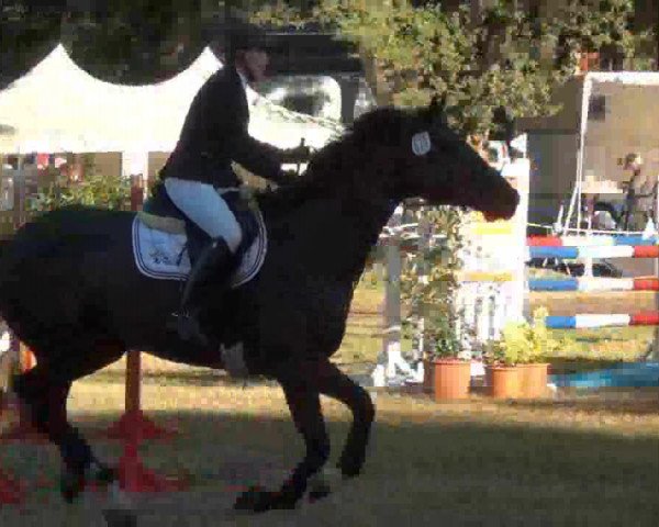 jumper Ludo D (Holsteiner, 2007, from Limbus)
