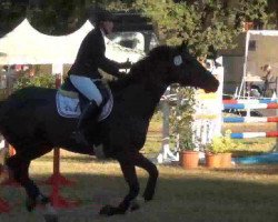 jumper Ludo D (Holsteiner, 2007, from Limbus)