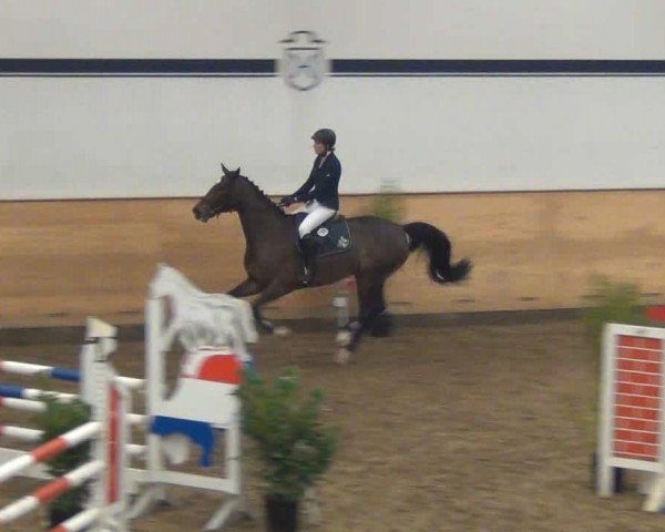 broodmare Catja 12 (Holsteiner, 2008, from Catoki)