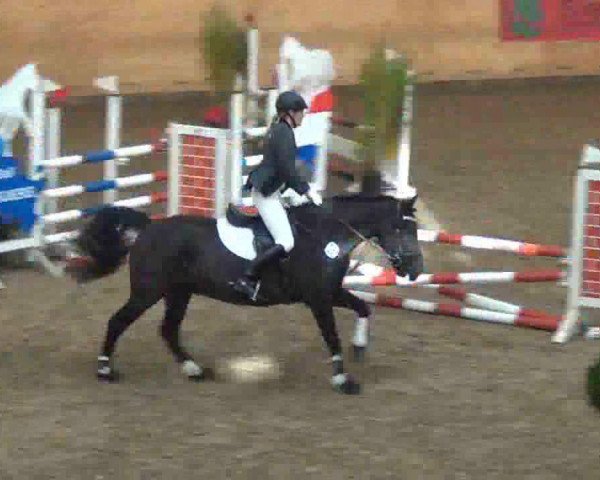 jumper Baron 330 (Austrian Reitpony, 2002, from Gerlof)