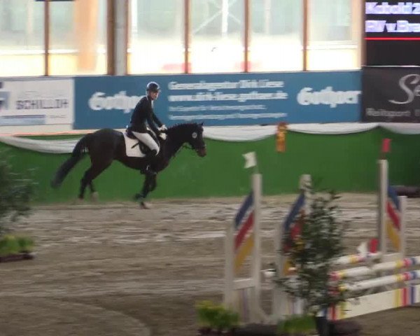Dressurpferd Kobold 280 (Deutsches Reitpony, 2008, von Kennedy WE)