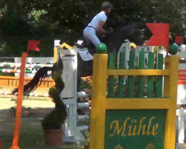 Springpferd Anka (Holsteiner, 2008, von Carinjo)