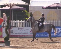 Springpferd Gigolo John 2 (Belgisches Warmblut, 2006, von Clinton)