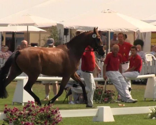 broodmare Artistic (Westphalian, 2010, from Ampère) broodmare Artistic (Westphalian, 2010, from Ampère)