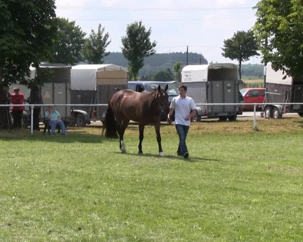broodmare Fluffy S (Westphalian, 2009, from Fürst Piccolo)