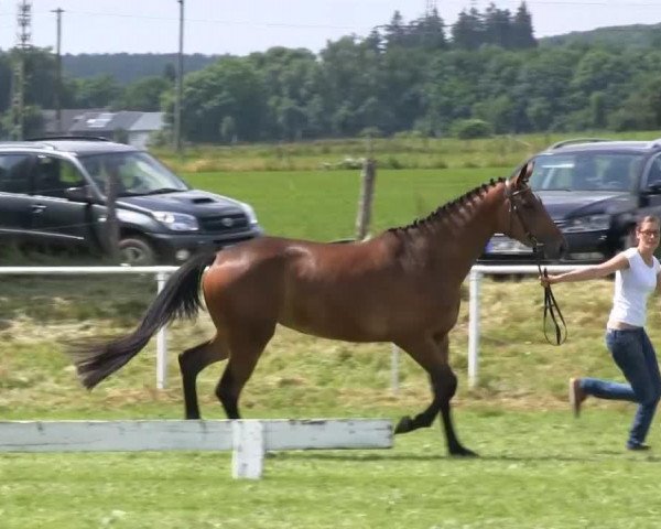 horse Stute von Christiano (Westphalian, 2010, from Christiano)