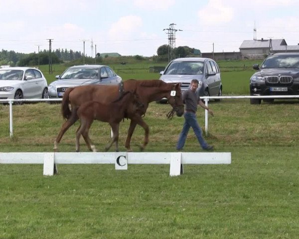 horse Stute von Fleury (Westphalian, 2013, from Fleury)