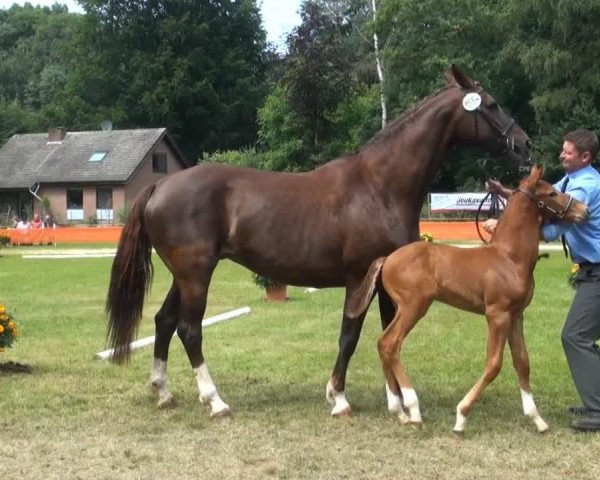 stallion Lautrec (Rhinelander, 2013, from Vitalis)