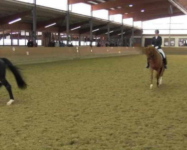 dressage horse Hannibal 196 (Hanoverian, 2010, from Hochadel)
