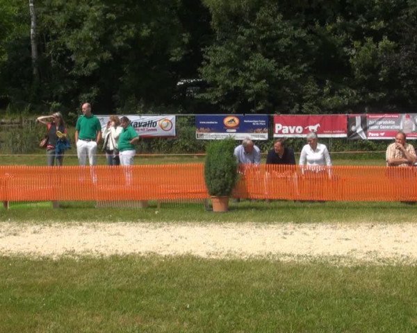 horse Hengst von Delamanga (Rhinelander, 2013, from Delamanga)