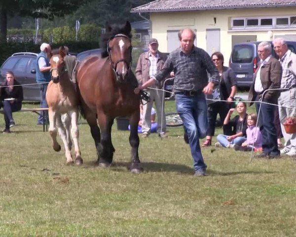 horse Stute von Higgins (Rhenish-German Cold-Blood, 2013, from Higgins)
