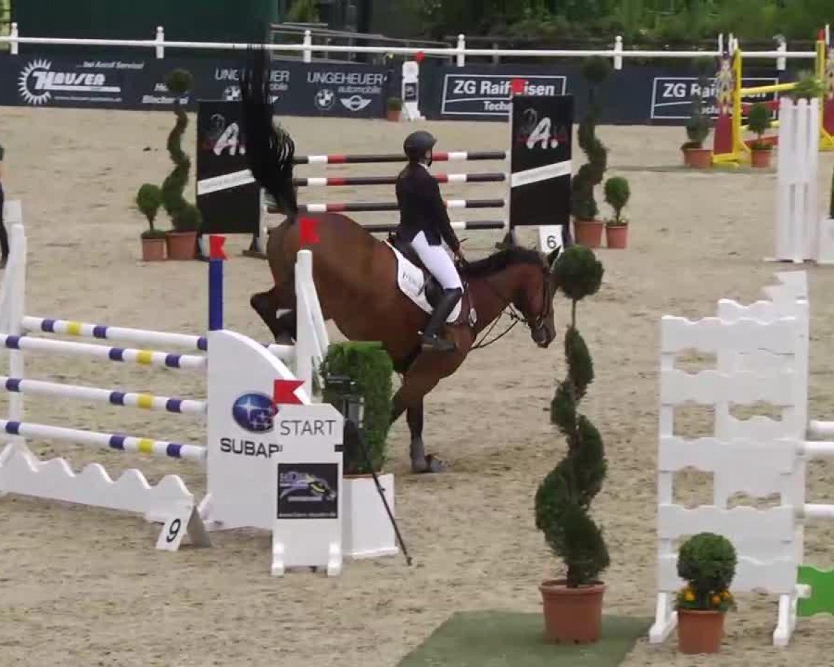 Springpferd Zola D'Hiver (KWPN (Niederländisches Warmblut), 2004, von Opan)