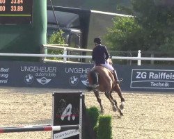 horse Raminio WVH (unknown,  )