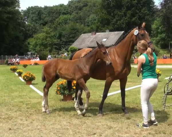 horse Hengst von Carrico (Rhinelander, 2013, from Carrico)