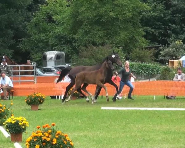 horse Hengst von Feedback (Rhinelander, 2013, from Feedback 16)