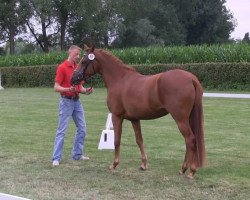 dressage horse Das Dornröschen (German Riding Pony, 2010, from Der feine Lord AT)