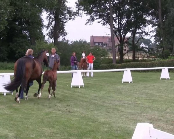 horse Hengst von Rex the Robber (German Riding Pony, 2013, from Rex the Robber)