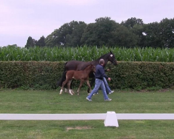 jumper Bernsteyn 3 (Westphalian, 2013, from Banderas)