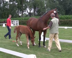 dressage horse Fines 9 (Westphalian, 2013, from Fidertanz)