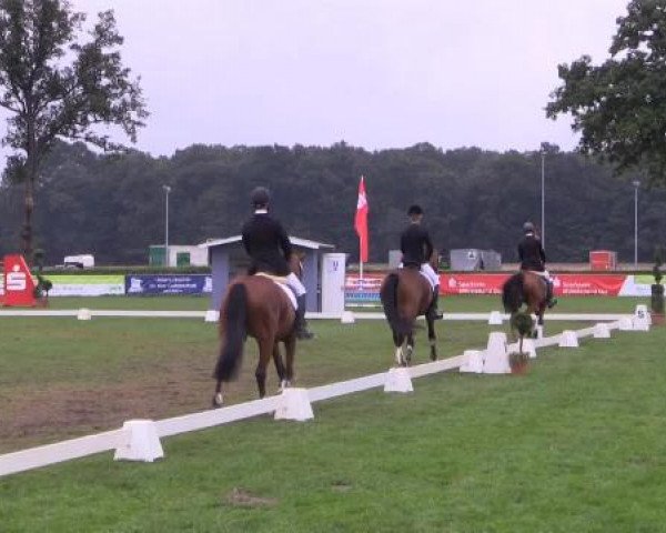 broodmare Colette 106 (Westphalian, 2009, from Captain Fire)
