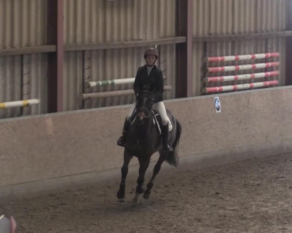 jumper Enya 50 (Hanoverian, 2008, from Escudo I)