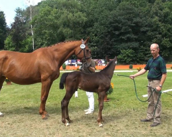 horse Sterntaler 77 (Rhinelander, 2013, from Son of Cologne)