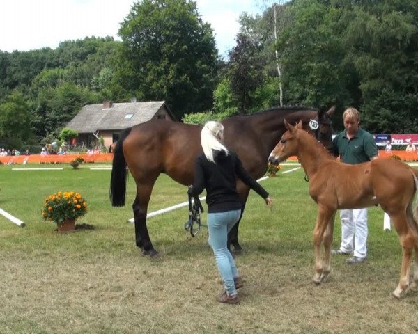 horse Hengst von Depeche Mode (Rhinelander, 2013, from Depeche Mode)