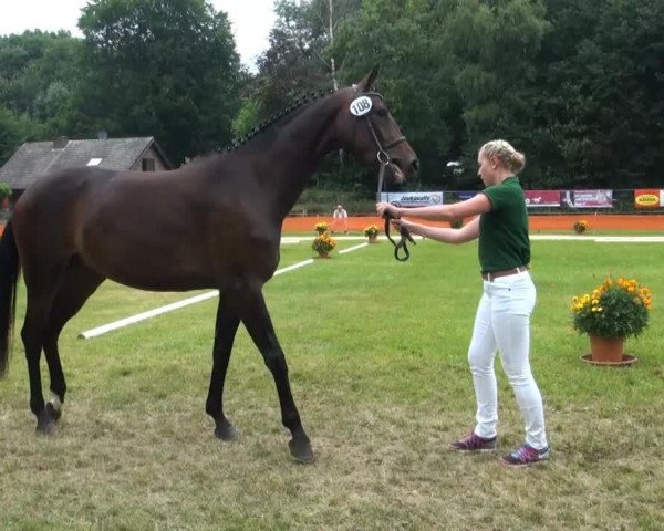 horse Smilla (Rhinelander, 2010, from Sir Donnerhall I)
