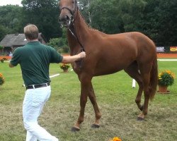 dressage horse La Reina (Rhinelander, 2010, from Lord Loxley I)