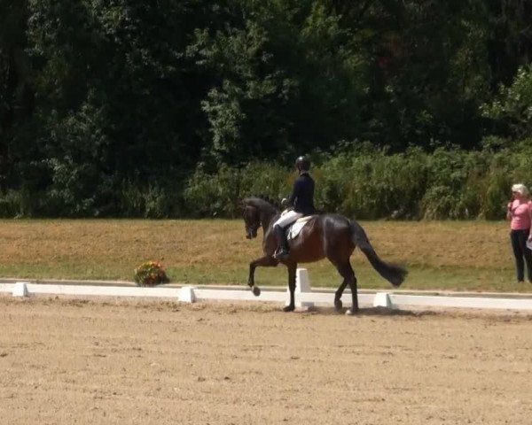 Zuchtstute FS Love Story (Rheinländer, 2010, von Lord Loxley I)