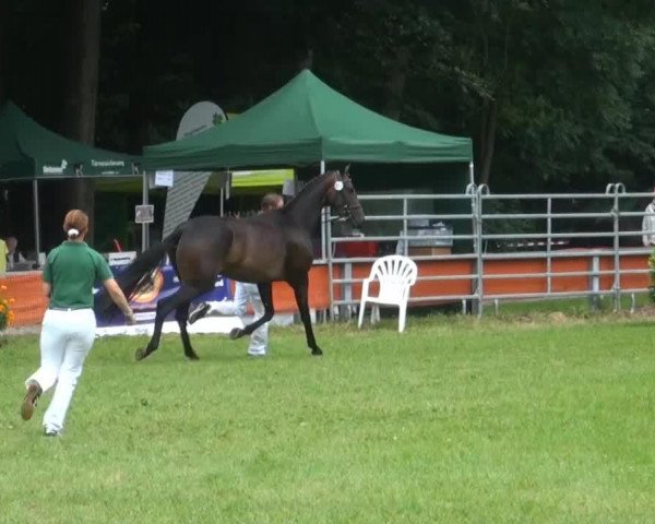 Cavallo Sir Donnerhalls Symphonie (Renano, 2010, di Sir Donnerhall I)
