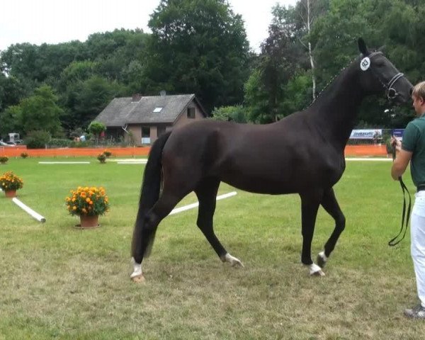 horse Davina (Rhinelander, 2010, from Delamanga)