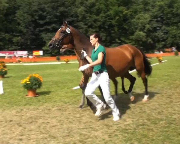 horse Stute von Sir Donnerhall (Rhinelander, 2013, from Sir Donnerhall I)
