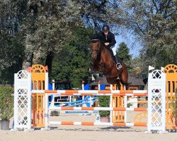 Springpferd Parzival CH (Schweizer Warmblut, 2015, von Colore)