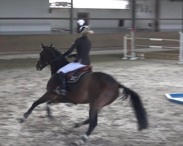 Reitturnier Langenfeld - Gut Langfort 2020