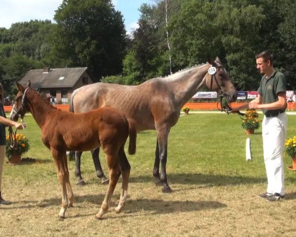 horse Stute von Carrico (Rhinelander, 2013, from Carrico)