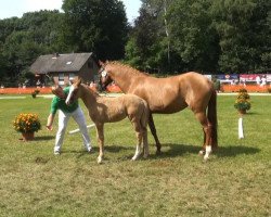 Dressage horse Nancho's Novella (German Riding Pony, 2013, from Fs Numero Uno)