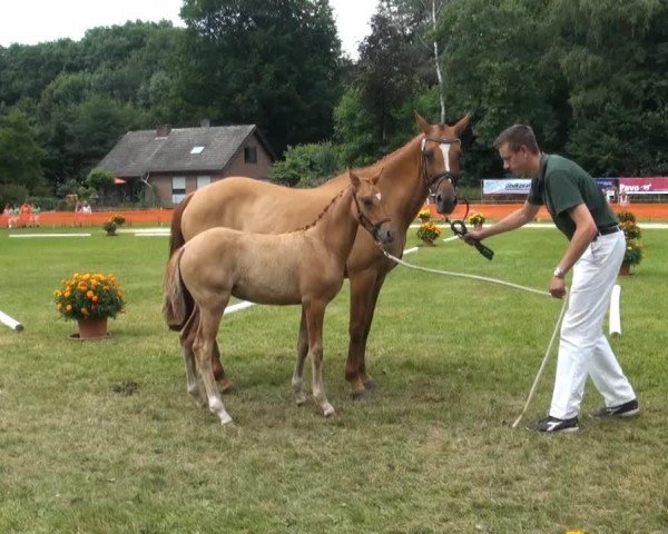 Dressurpferd Arts - Deisahra (Rheinländer, 2013, von Arts-Dancer-Boy)