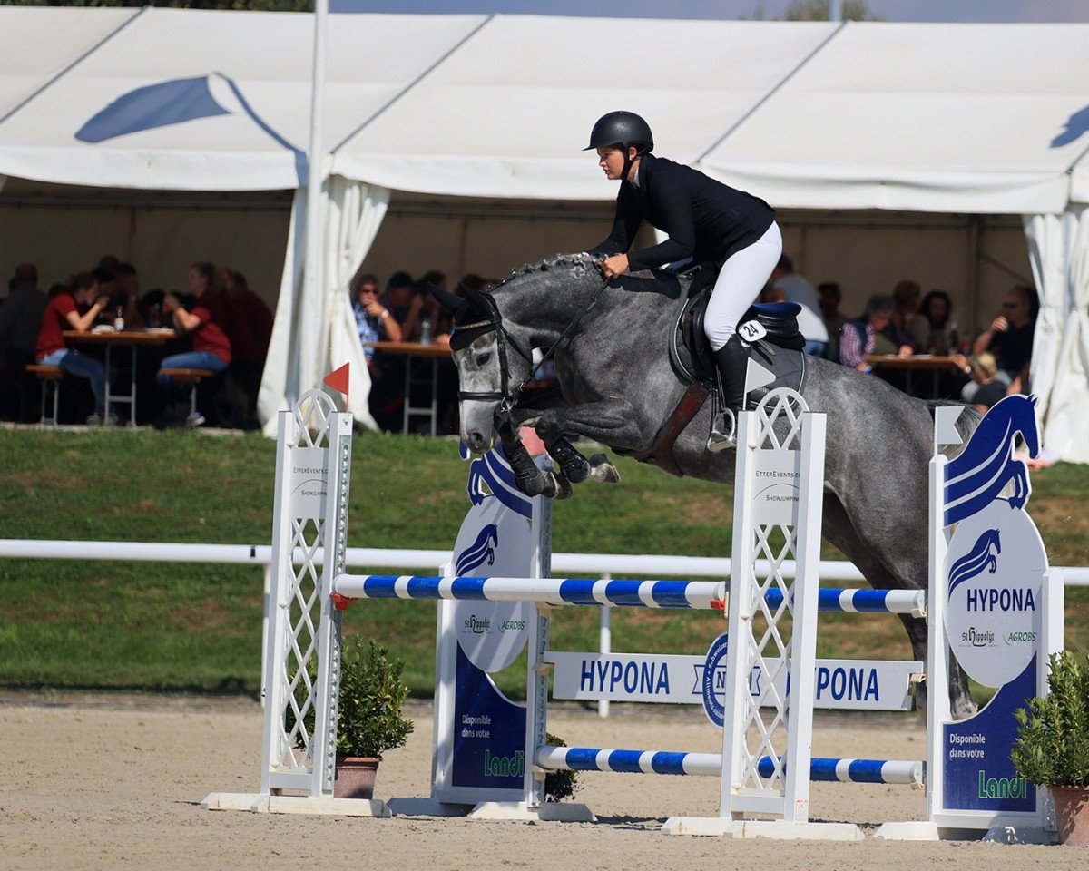 Cavallo da salto Polarlicht CH (Cavallo svizzero a sangue caldo, 2017, di Cristallo I)