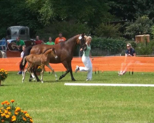 dressage horse Conrad 136 (German Riding Pony, 2013, from FS Champion de Luxe)