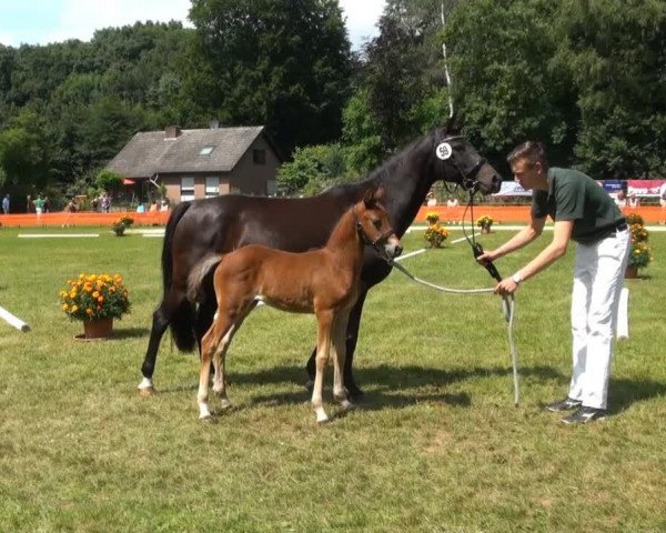 horse Hengst von FS Daddy Cool (German Riding Pony, 2013, from FS Daddy Cool)