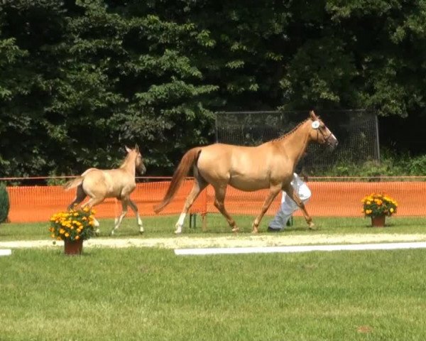 horse Mac Moneymaker (German Riding Pony, 2013, from FS Daddy Cool)